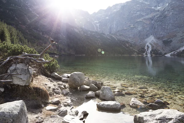 Ptáček na větvi na Morskie Oko rybník v polských Tatrách — Stock fotografie