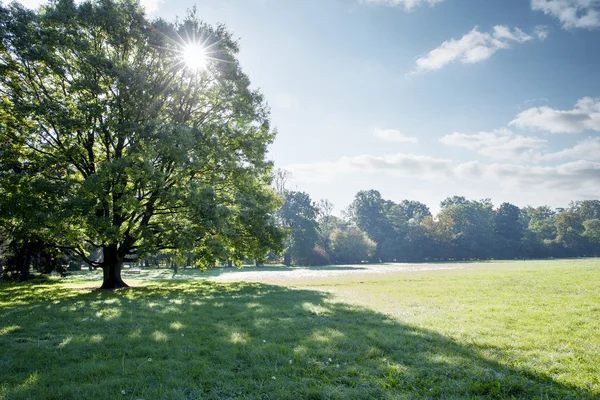 Sun beams shining through the crown of a big tree — Stock Photo, Image