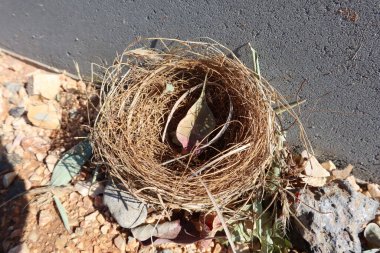 İsrail 'in Golan Tepeleri' nde bir yolun yakınında bir kuş yuvası.