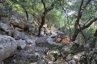 Scary and wild green plants and natural trees among large rocks found on a mountain