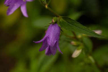 Karpat Dağları 'nın güzel manzarası.