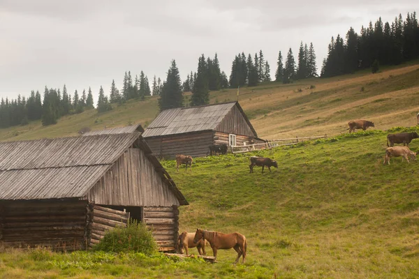 Krásná Krajina Karpat Stock Snímky