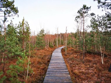 Ormandaki bataklığın üzerinde eski ahşap bir patika.
