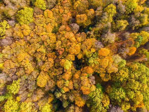 Road böja på hösten fallande gyllene träd bakgrund och stad panorama — Stockfoto
