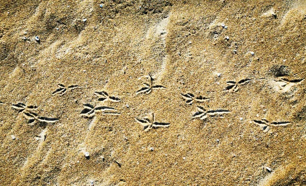 Следы и следы птицы на песке — стоковое фото