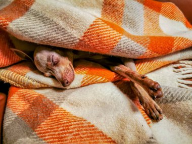 Küçük bir köpek battaniyeye sarılmış ve gözlerinin kenarına bakıyor.