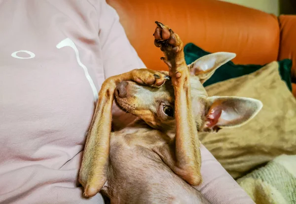 Piccolo cucciolo carino mostrando una smorfia e giocando con le mani — Foto Stock