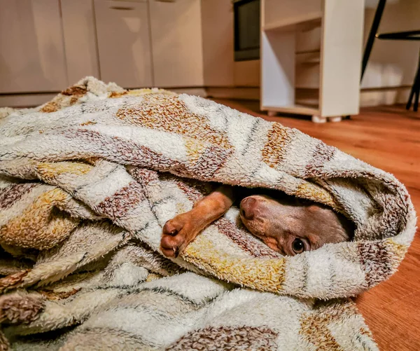 Un piccolo cane sdraiato avvolto in una coperta e guardando il bordo del suo occhio — Foto Stock