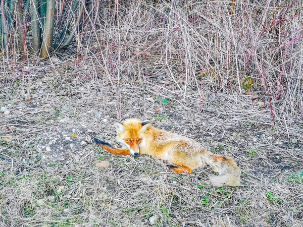 Czerwony lis leżący na chodniku — Zdjęcie stockowe