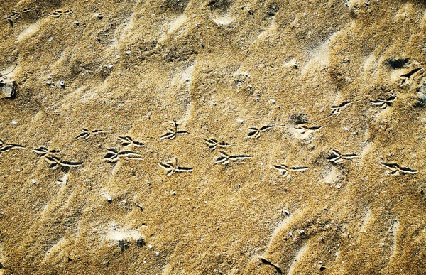 Voetafdrukken en sporen van een vogel in het zand — Stockfoto