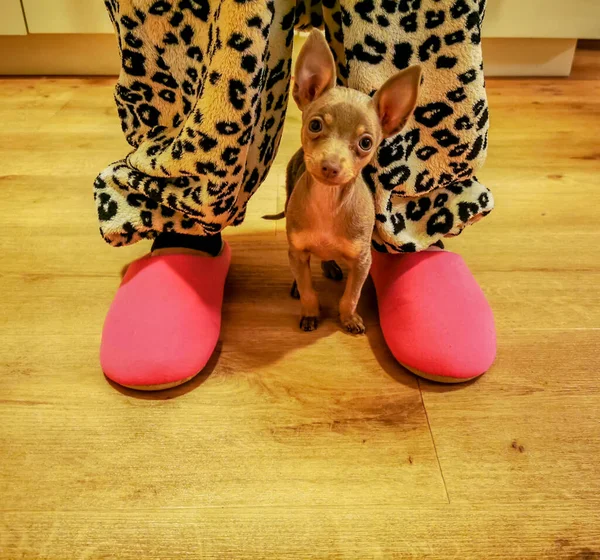 Pequeno filhote de cachorro de pé entre as pernas da mulher com chinelos rosa — Fotografia de Stock