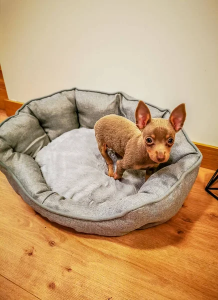 Piccolo cane cucciolo carino nel suo letto — Foto Stock