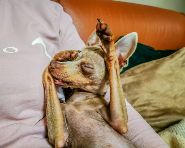 Piccolo cucciolo carino mostrando una smorfia e giocando con le mani — Foto Stock