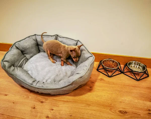 Piccolo cane cucciolo carino nel suo letto — Foto Stock