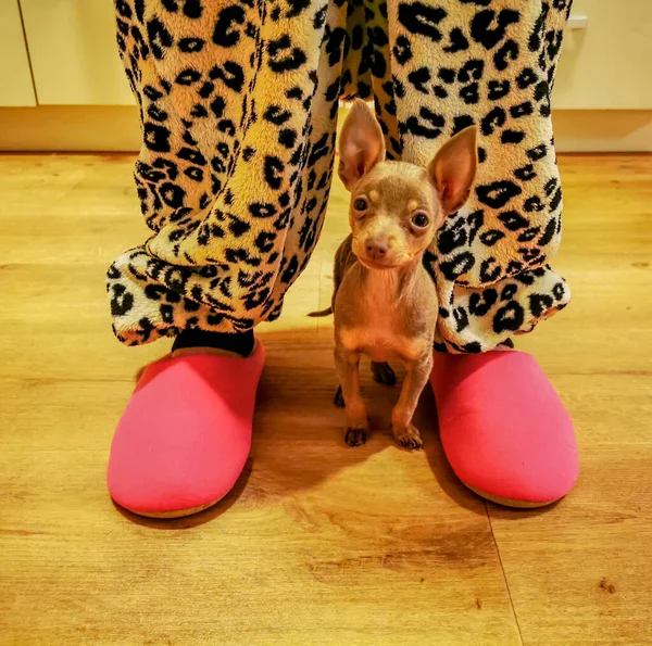 Piccolo cucciolo in piedi tra le gambe della donna con pantofole rosa — Foto Stock