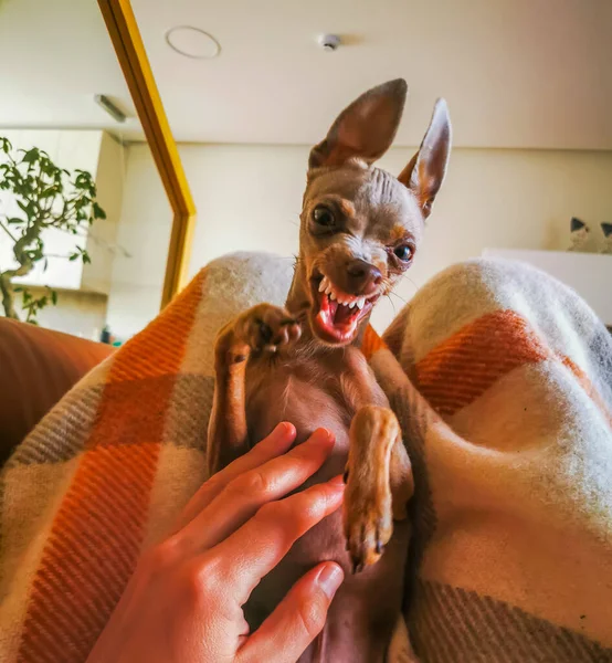 Foto di un piccolo cane terrier giocattolo russo arrabbiato sulle mani umane — Foto Stock