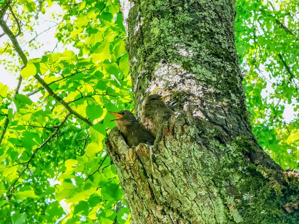 Deux petits oiseaux assis dans un nid dans un arbre — Photo