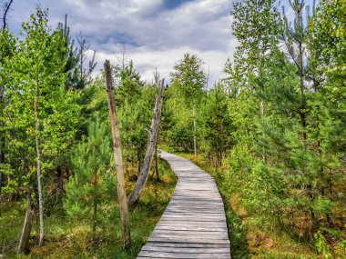 Bataklıktaki tahta bir patikanın fotoğrafı.