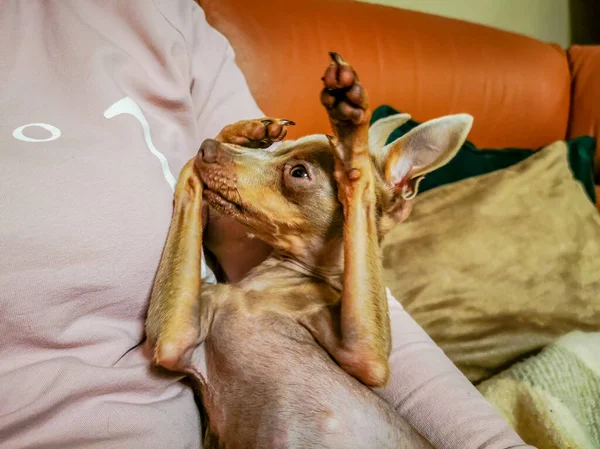 Piccolo cucciolo carino mostrando una smorfia e giocando con le mani — Foto Stock