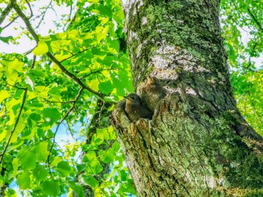 Ağaçta bir yuvada oturan iki küçük kuş.