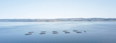Doğal çevrede balık çiftliği somonları. Loch Awe Arygll ve Bute Scotland.