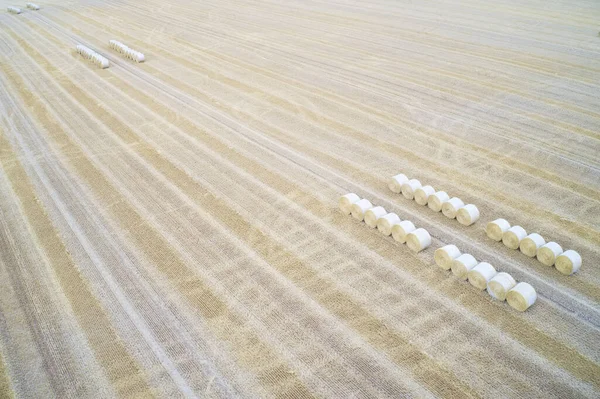 Fardos de cultura de feno laminados em campo pelo agricultor na exploração agrícola para a colheita — Fotografia de Stock