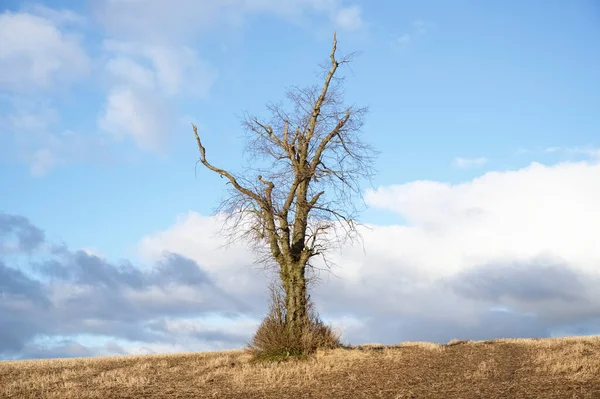 Single tree alone on farm field and sky storm clouds