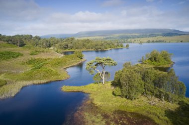 İskoçya 'daki Tulla Gölü' ndeki Kaledonya çam ağacı