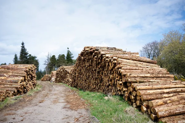 Hackade vedstockar till salu användning i eldstad hemma lagras på skog grön biomassa energi — Stockfoto