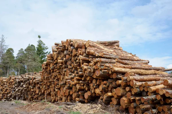 Hackade vedstockar till salu användning i eldstad hemma lagras på skog grön biomassa energi — Stockfoto