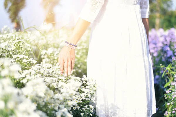 Tayland 'ın Udon Eyaleti' ndeki çiçek köyünde gün batımında Beyaz Kesme Çiçekleri tarlasına bir kadın eli değdi..