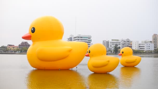 Udon Thani Tailandia Enero 2021 Tres Patos Goma Amarillos Gigantes — Vídeo de stock