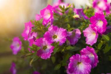 Bahçede güzel pembe Petunya çiçekleri ve çiftlikte güzel güneş ışığı..