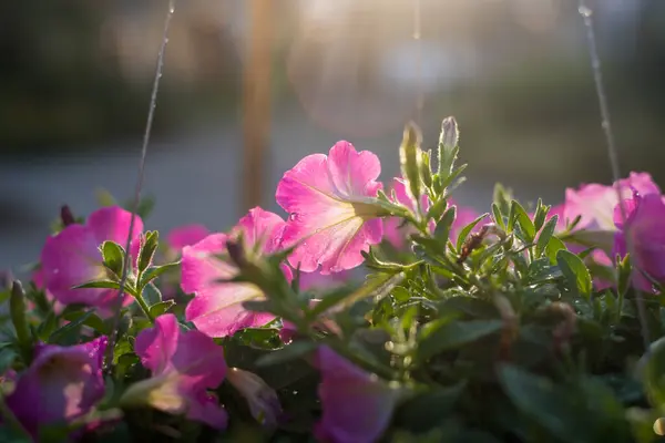 Bahçede güzel güneş ışığıyla güzel pembe Petunya çiçekleri.