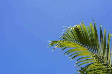 Mavi arkaplanda yeşil yaprak izole edildi.