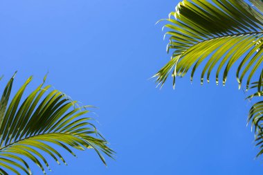 koyu yeşil tropikal palmiye yaprağı mavi pastel arkaplanda izole edilmiş, kopyalama alanı