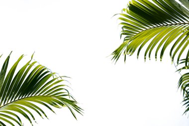 koyu yeşil tropikal palmiye yaprağı mavi pastel arkaplanda izole edilmiş, kopyalama alanı