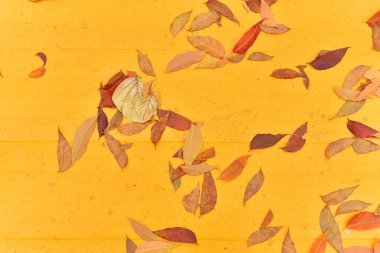 Sarı kaldırımda düşen yapraklar. Üst görünüm.