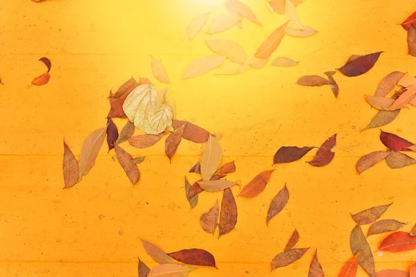 Sarı kaldırımda düşen yapraklar, güneş ışığıyla. Üst görünüm.