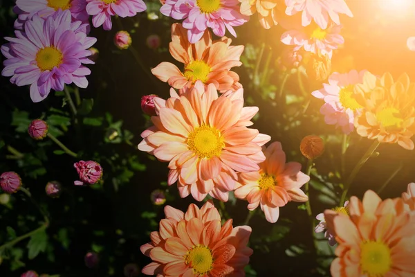 Portakallı anne çiçekli üst görünümü kapat. Kırpma yolu dahil.