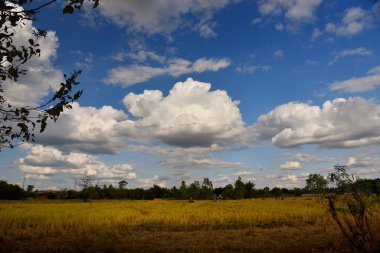 Güzel gökyüzü. Cumulonimbus bulutu ve sirrus bulutu pirinç tarlası üzerinde. Görüntü Gürültü ve Film Tanesine sahip.