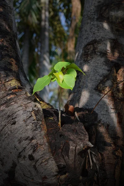 Small young tree is growing on a dead tree, A small tree young plant growing up from old trunk, Strong and development concept, Adaptation concept, New life