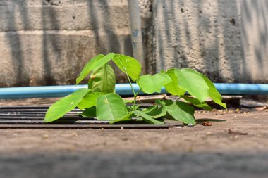 Kanalizasyon borusunda küçük, genç bir ağaç yetişiyor. Eski metal kanalizasyon borusundan, güçlü ve gelişim konseptinden, adaptasyon konseptinden, yeni yaşamdan büyüyen küçük bir ağaç. Ön taraf.