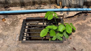 Küçük genç ağaç kanalizasyon borusunda büyüyor, küçük ağaç genç bitki eski metal kanalizasyon borusundan büyüyor, güçlü ve gelişim kavramı, adaptasyon kavramı, yeni hayat