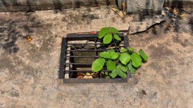Küçük genç ağaç kanalizasyon borusunda büyüyor, küçük ağaç genç bitki eski metal kanalizasyon borusundan büyüyor, güçlü ve gelişim kavramı, adaptasyon kavramı, yeni hayat