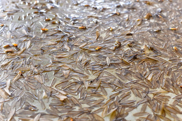 Group of dead Flying termite or Alates on the floor. Image have Noise and Film Grain3