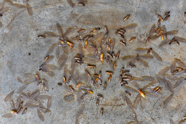 Group of dead Flying termite or Alates on the floor.