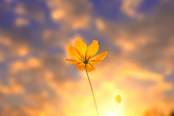 Filmación Primer Plano Azul Fondo Hermosa Flor Amarilla Cosmos Brillante — Foto de Stock