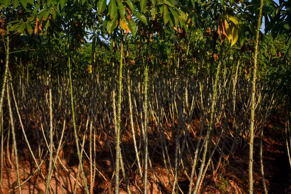 Cassava Plant Boom Tuin Groene Natuur Achtergrond — Stockfoto