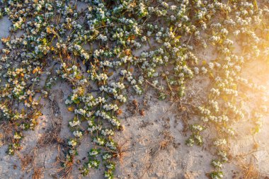 Khakiweed, Washerwoman, Sessile joyweed veya Smooth chaff flower (Alternanthera Paronychioides, Alternanthera caracasana) yerde yetişmekte ve kaplamaktadır. Gün batımıyla